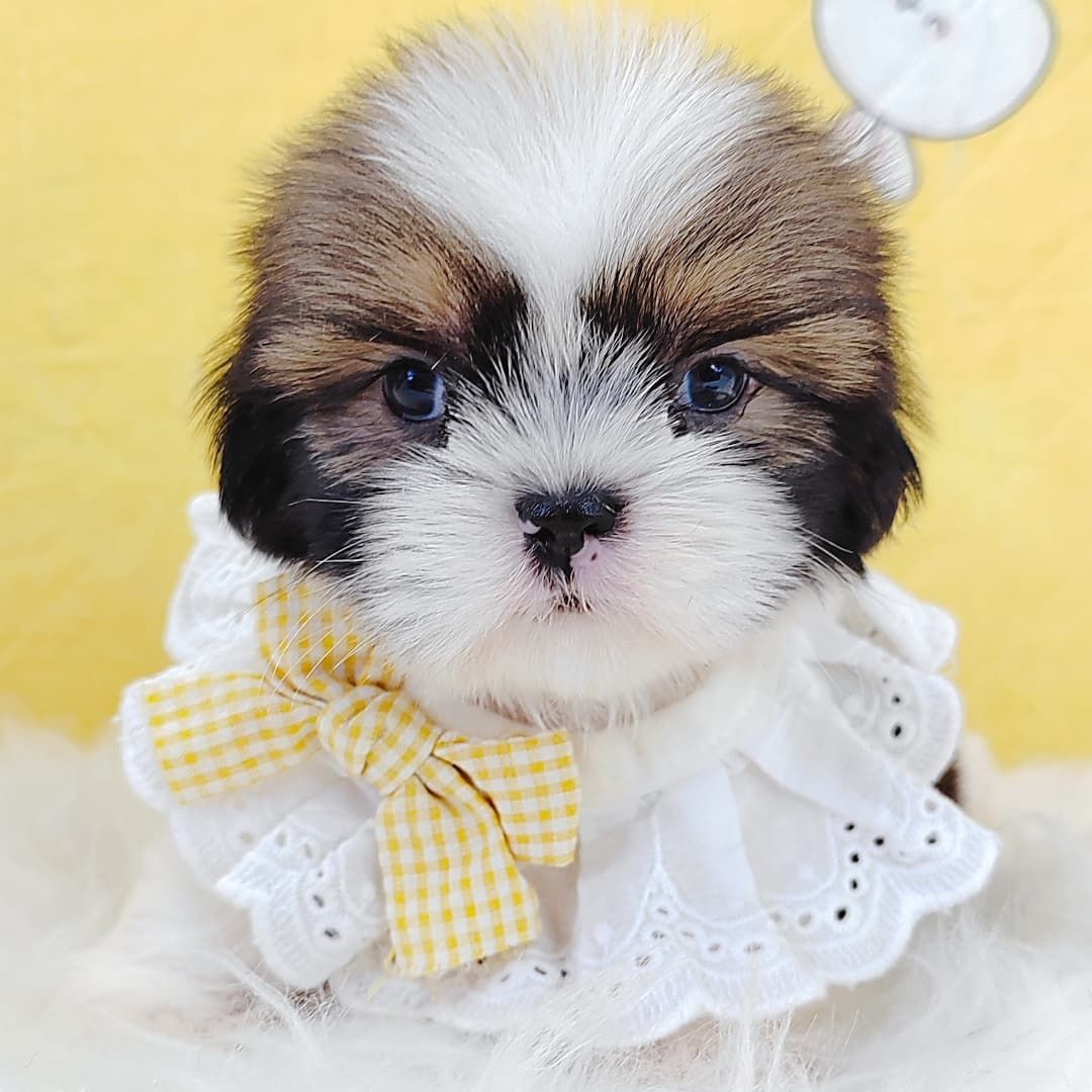 Shih Tzu 西施