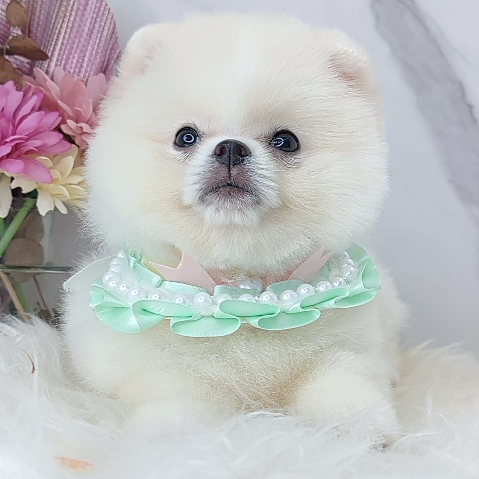 Pomeranian 博美