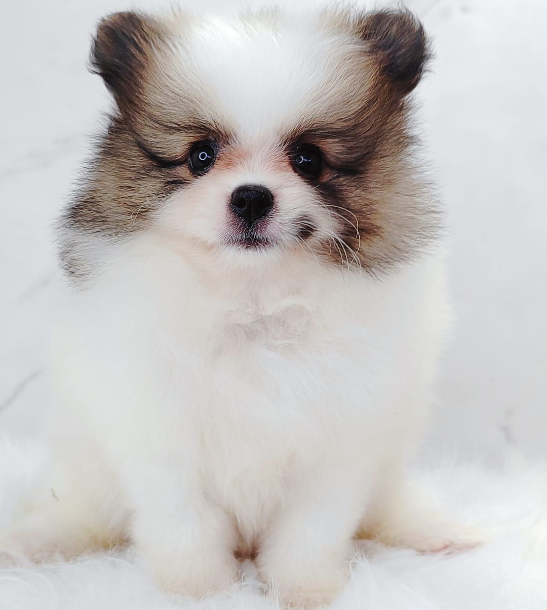 Pomeranian 博美