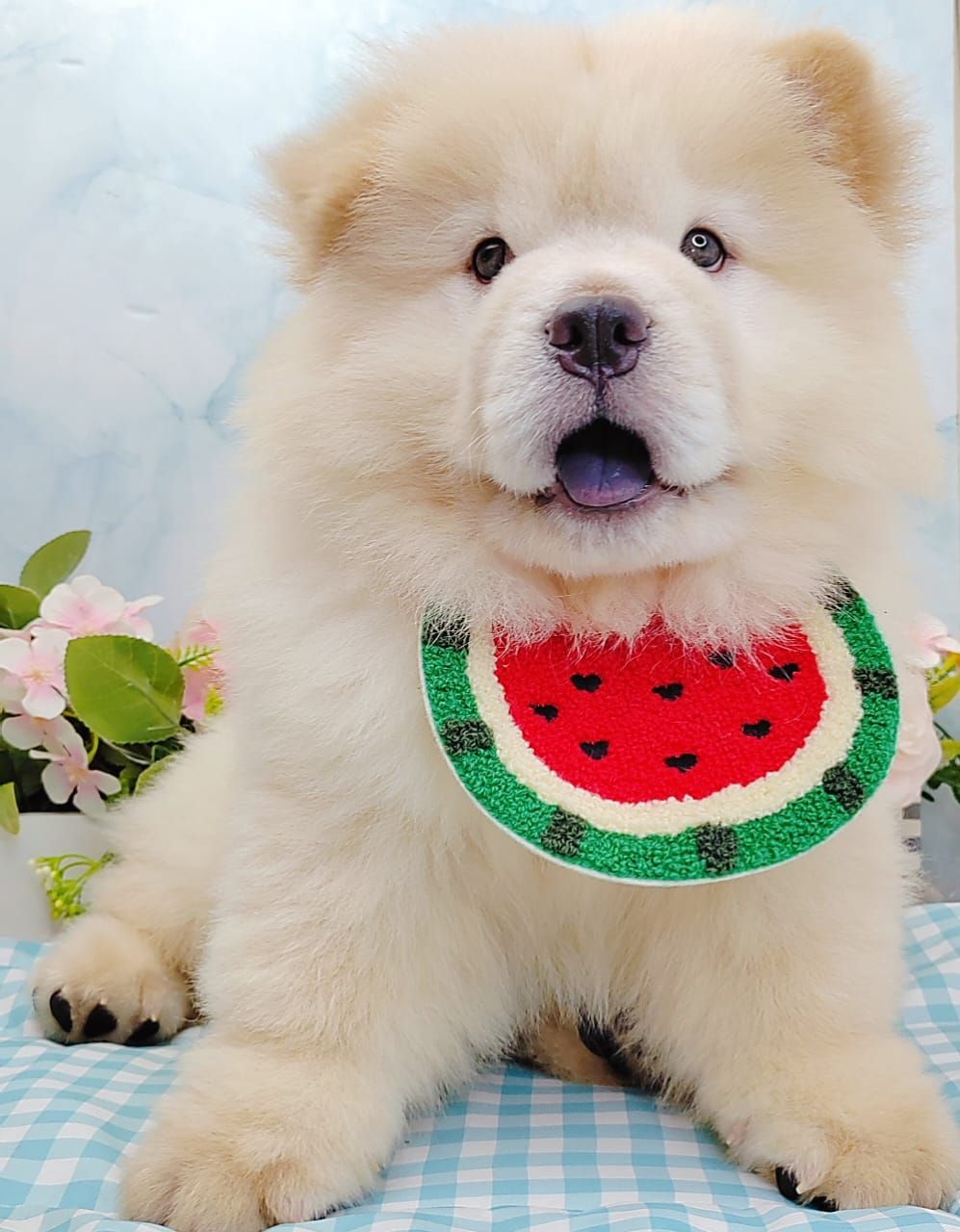 Chow Chow 松狮犬