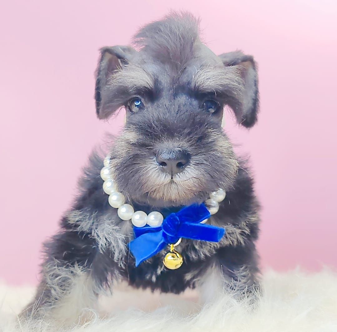 Schnauzer 雪纳瑞