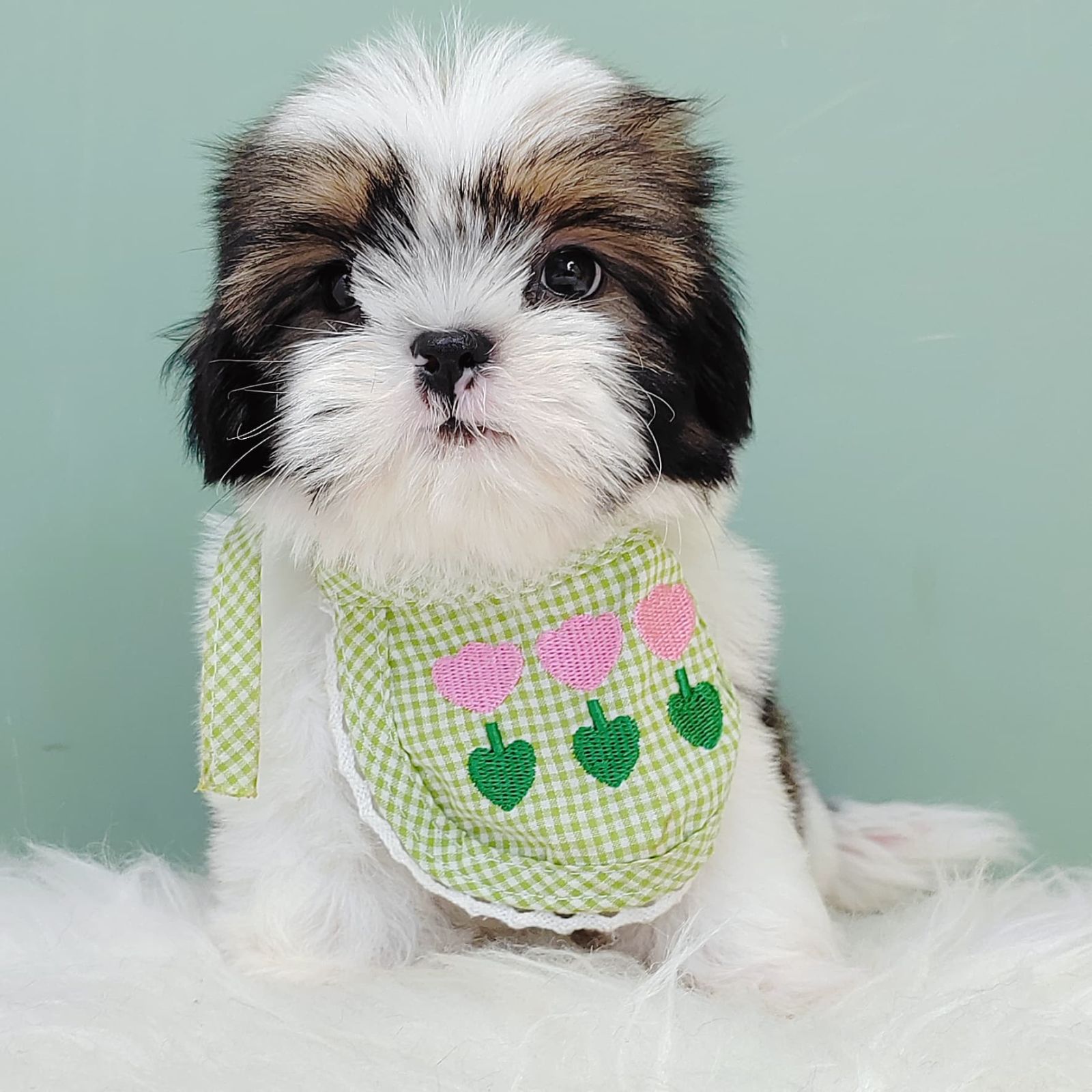 Shih Tzu 西施