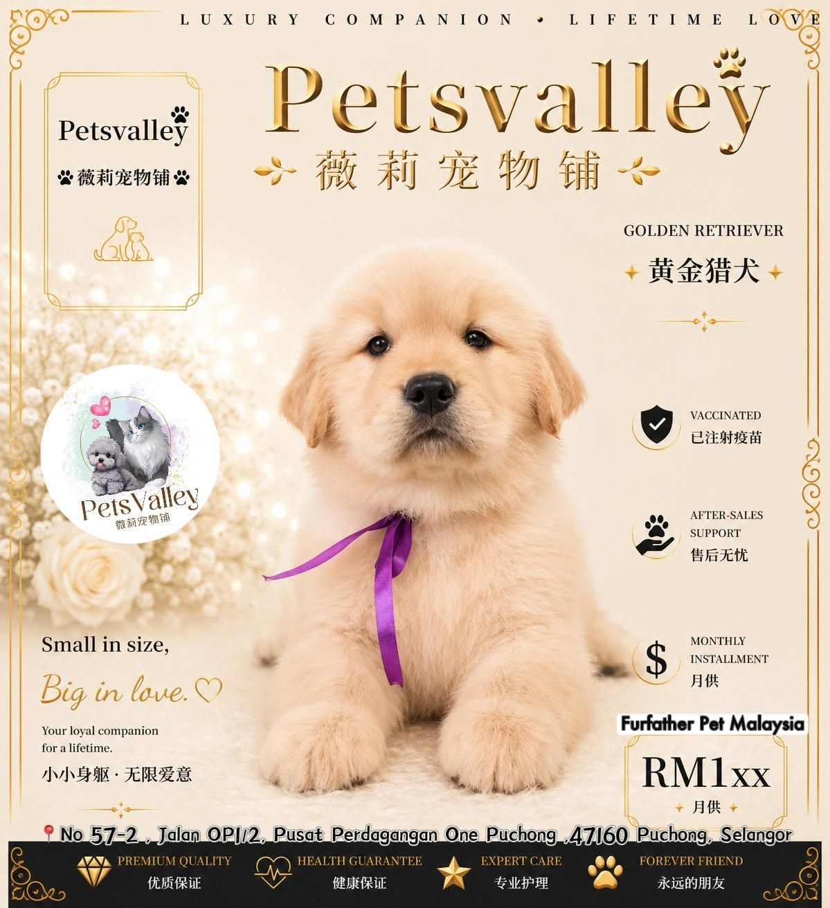 Golden Retriever 黄金猎犬