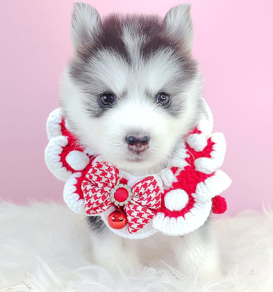 Pomsky 博士奇
