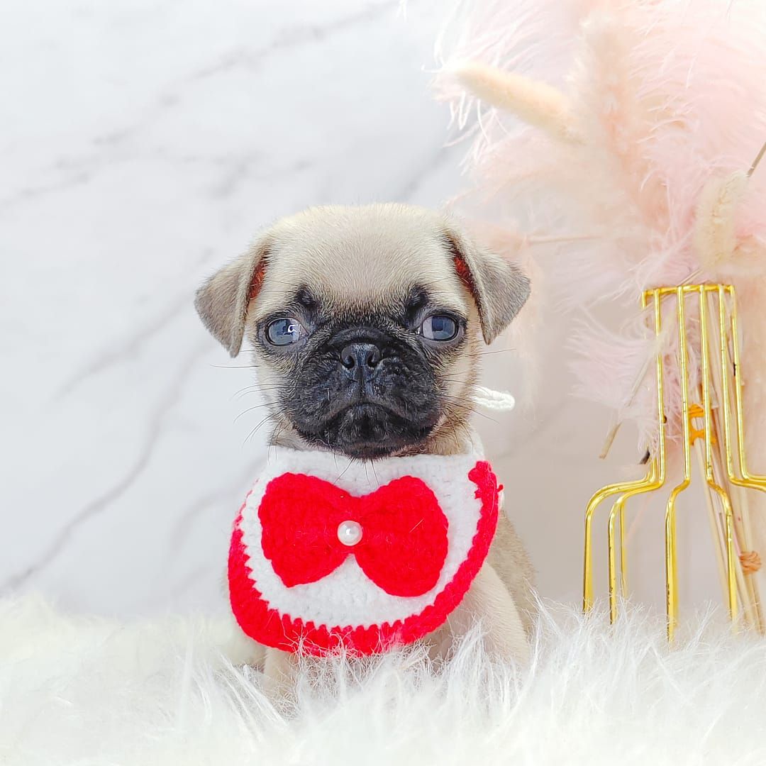 Pug 巴哥
