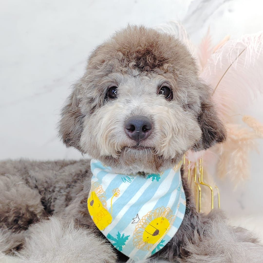 Poodle 娉拌开璐靛