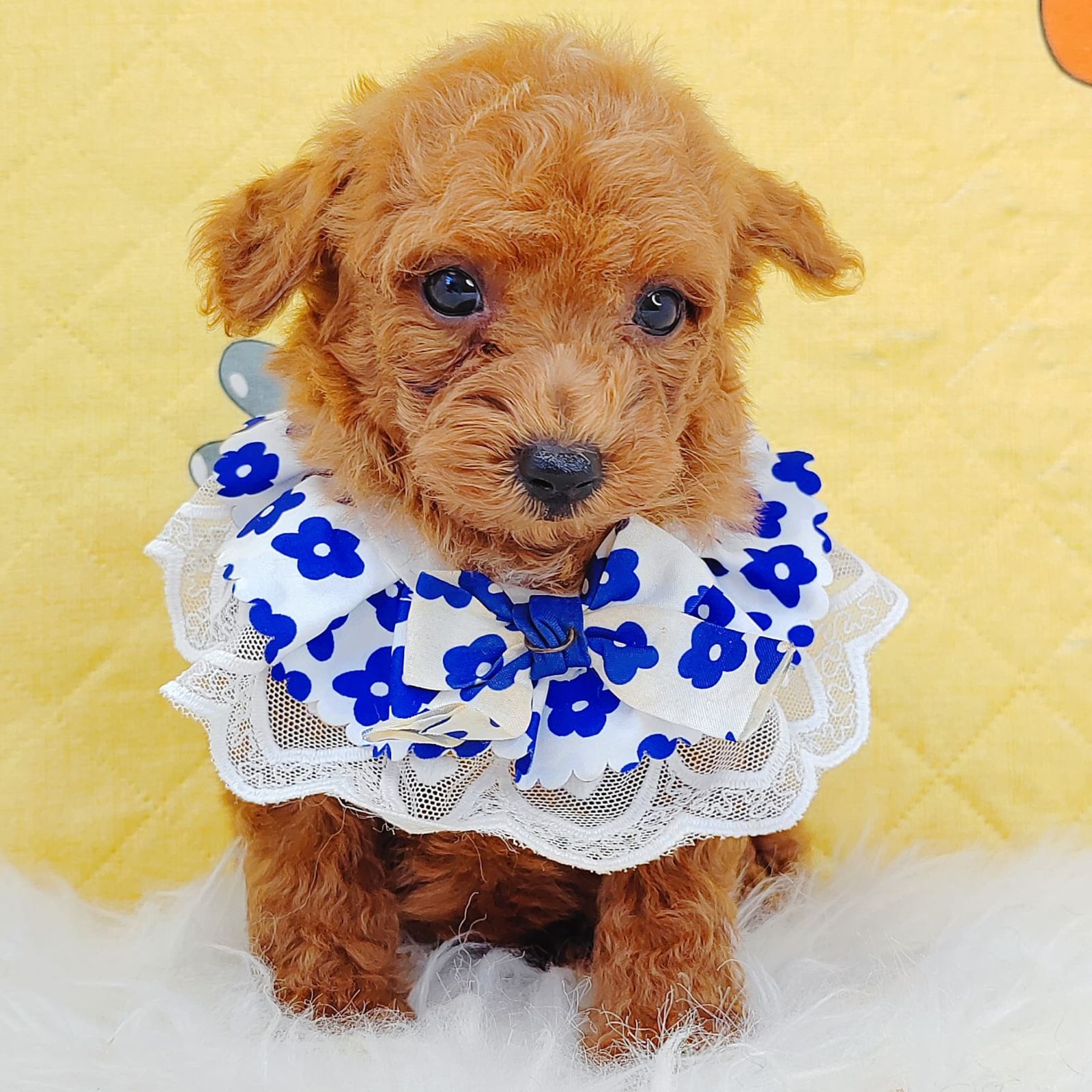 Poodle 璐靛娉拌开