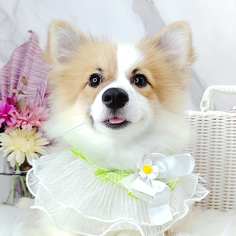 Welsh Corgi 柯基