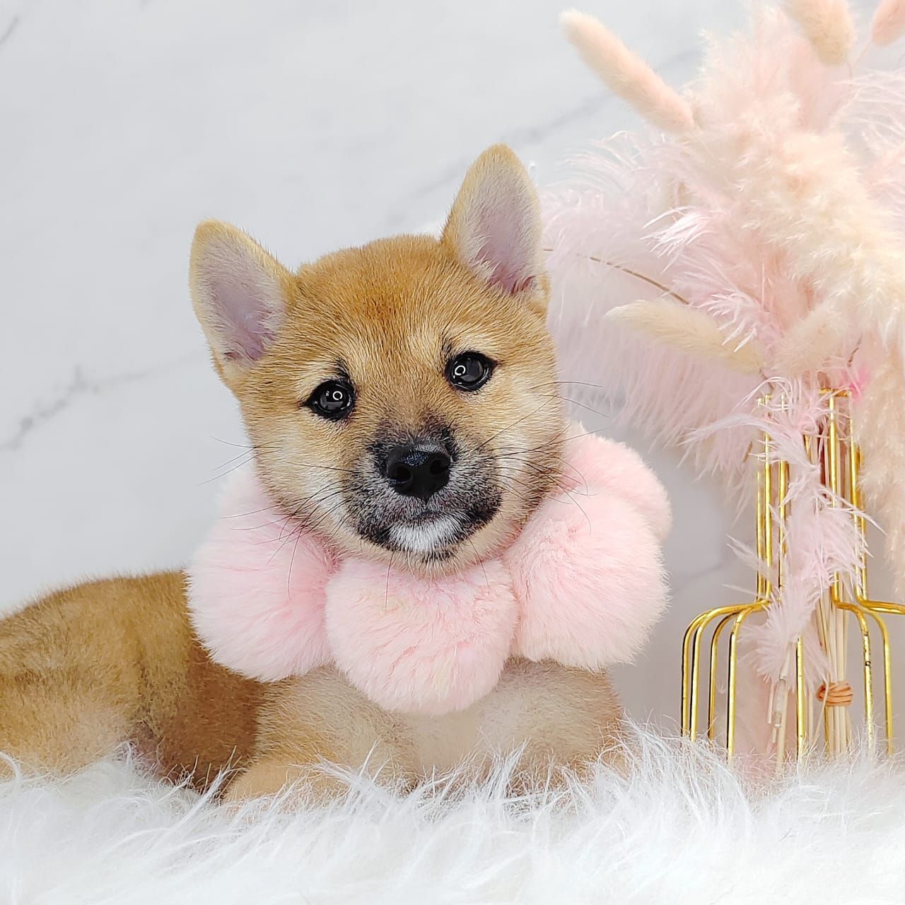 Shiba Inu 柴犬