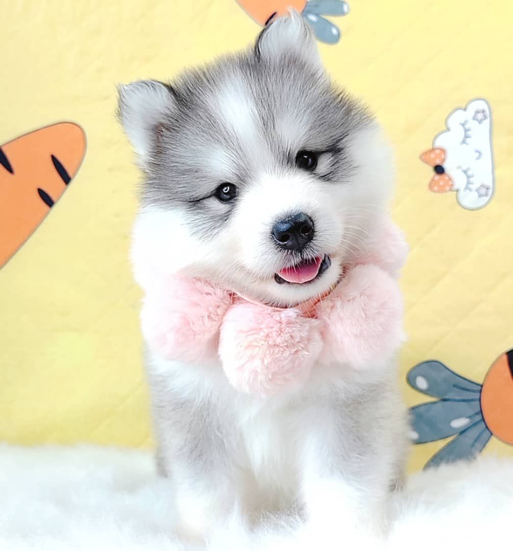 Wooly Husky 哈士奇