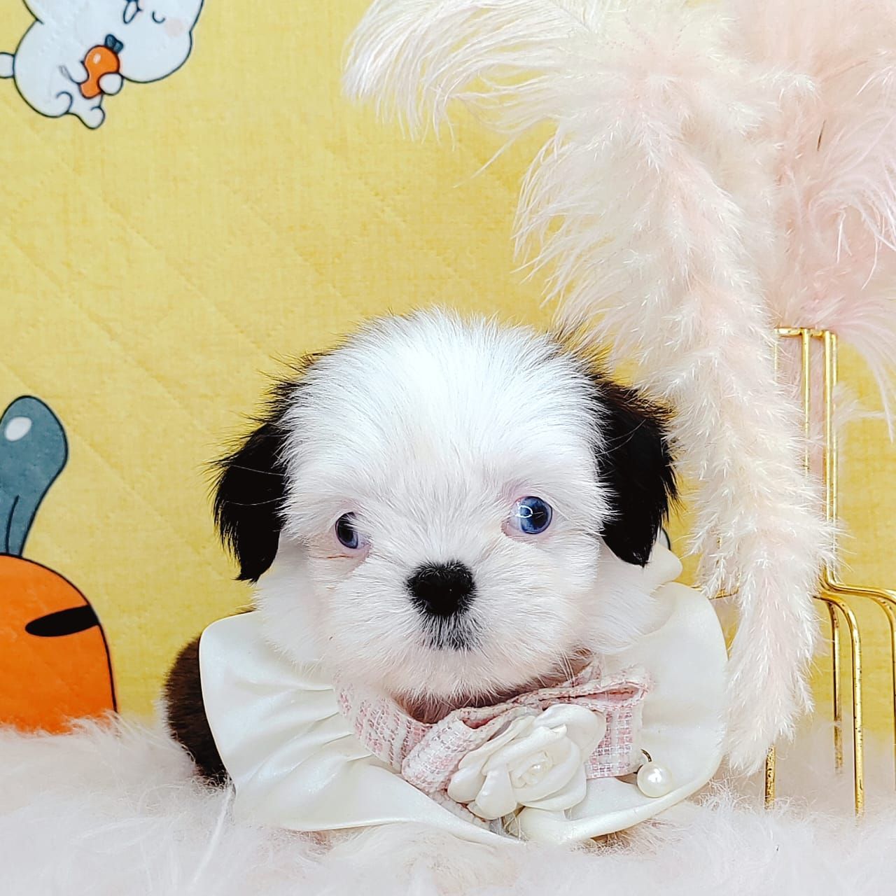 Shih Tzu 西施