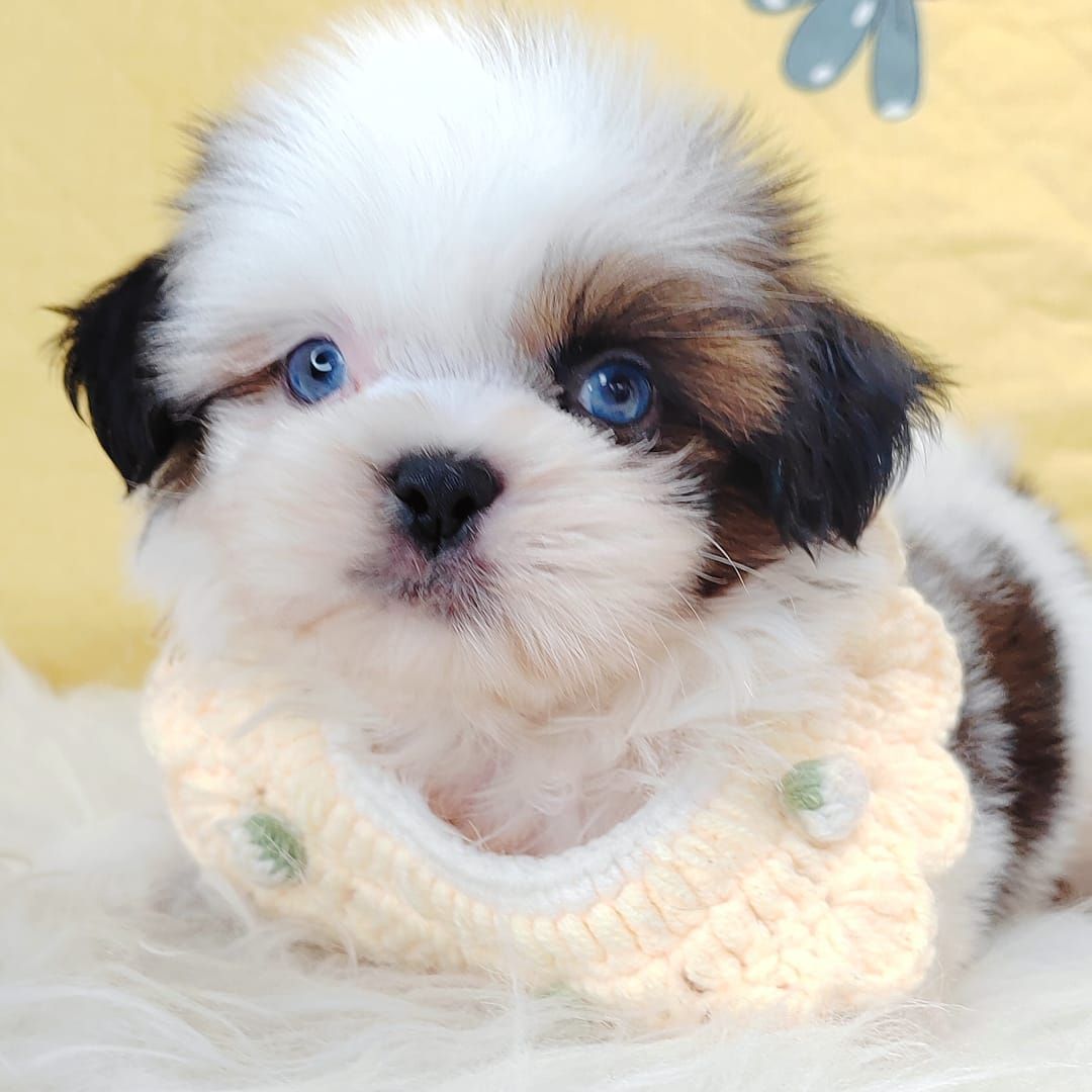 Shih Tzu 西施
