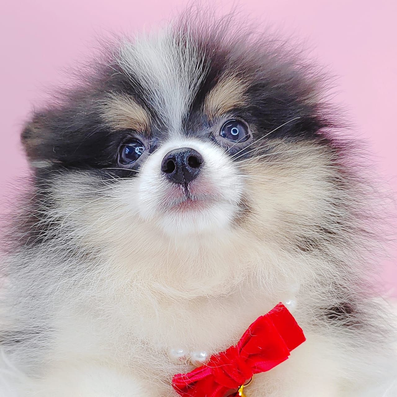 Pomeranian 博美