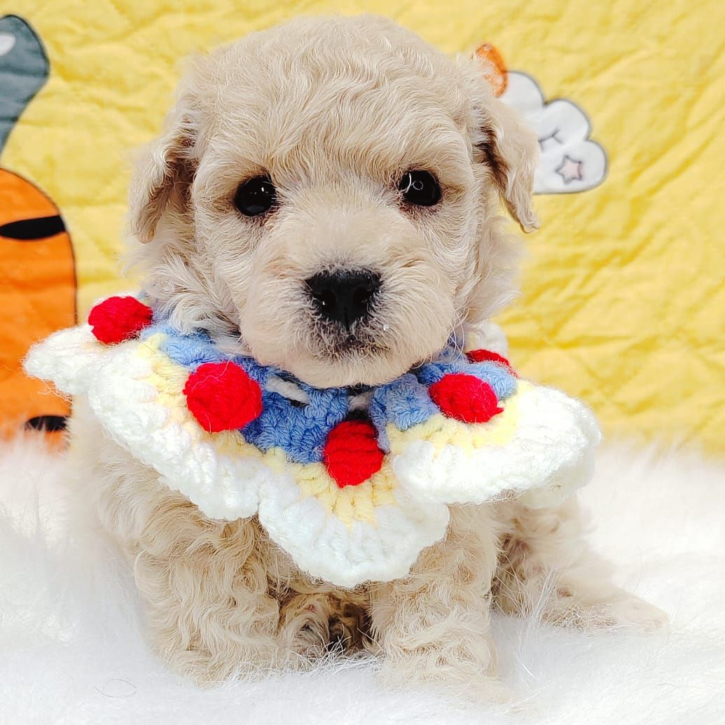 Maltipoo 马尔泰迪