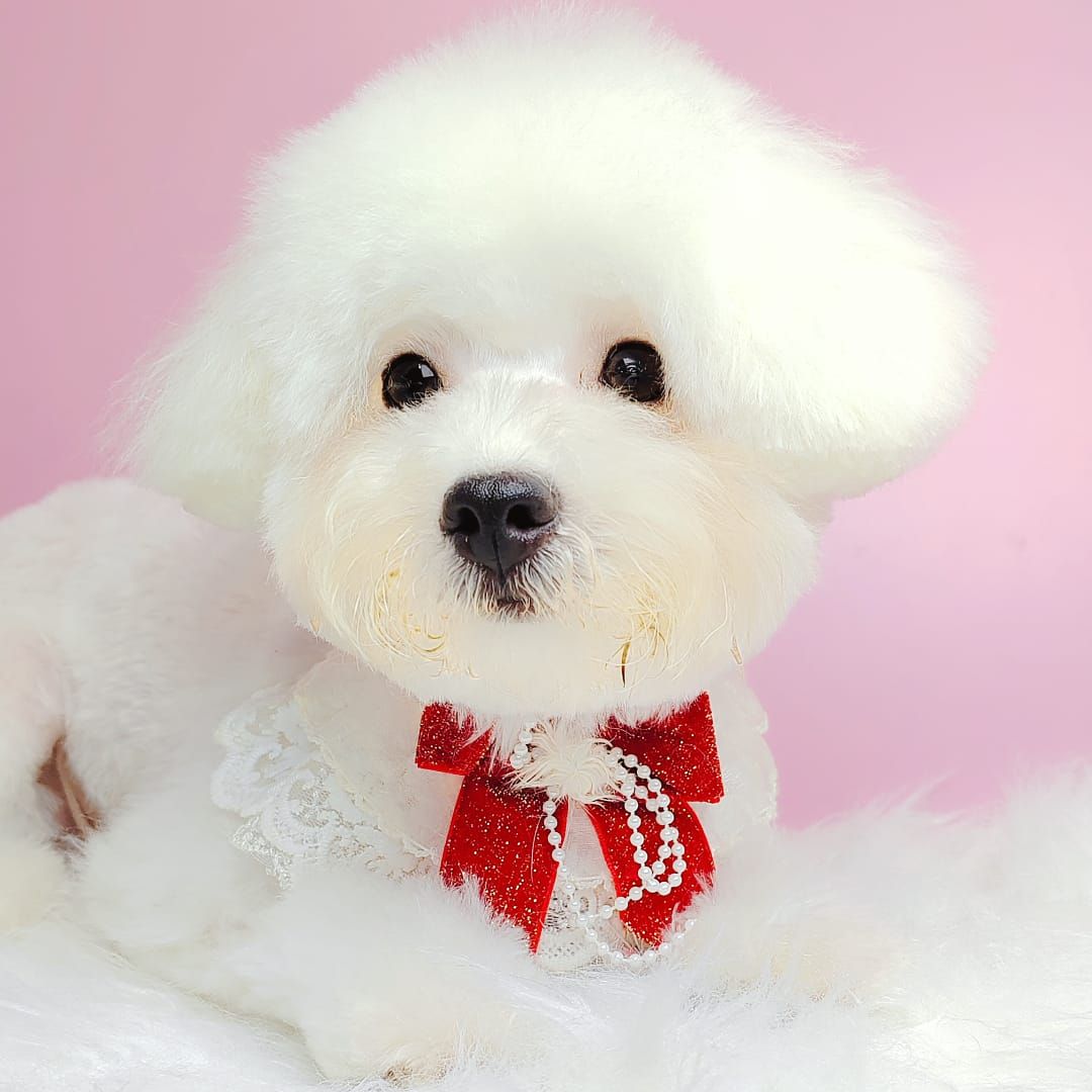Bichon Frise 比熊