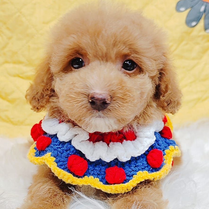 Maltipoo 马尔泰迪