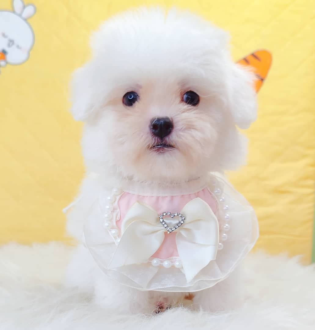 Bichon 比熊