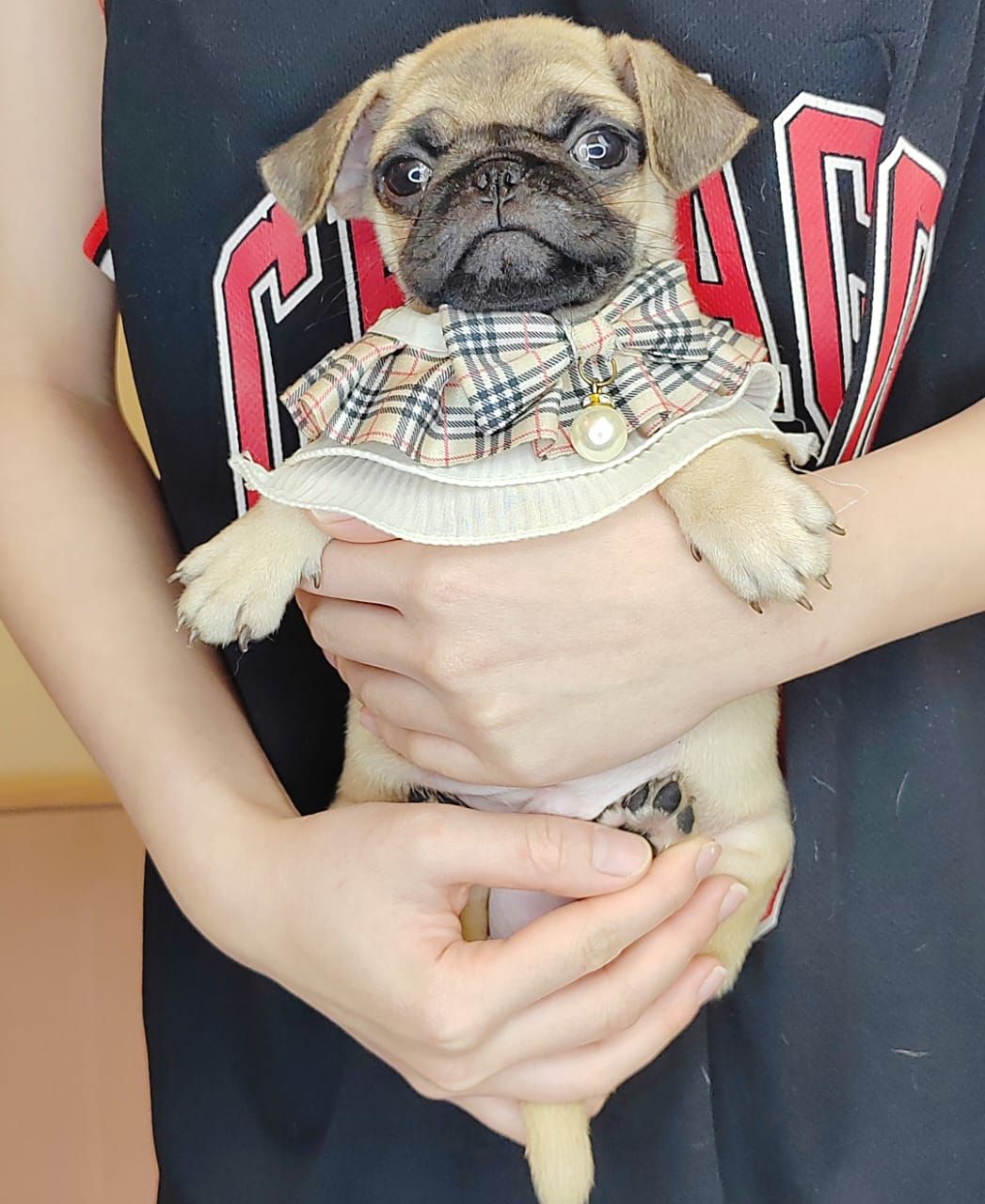 Pug 巴哥