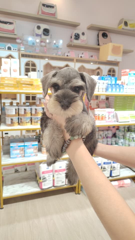 Schnauzer 雪纳瑞