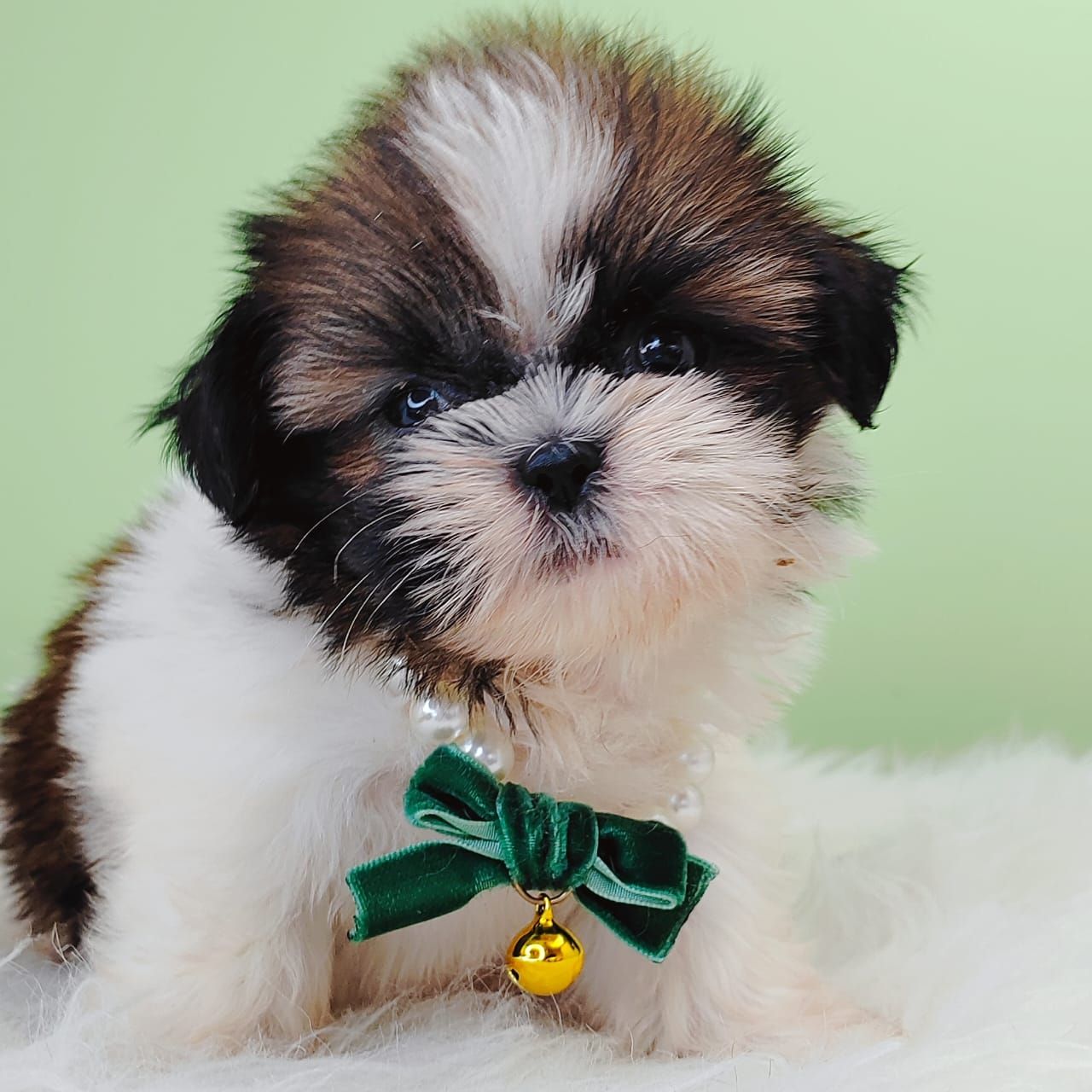 Shih Tzu 西施