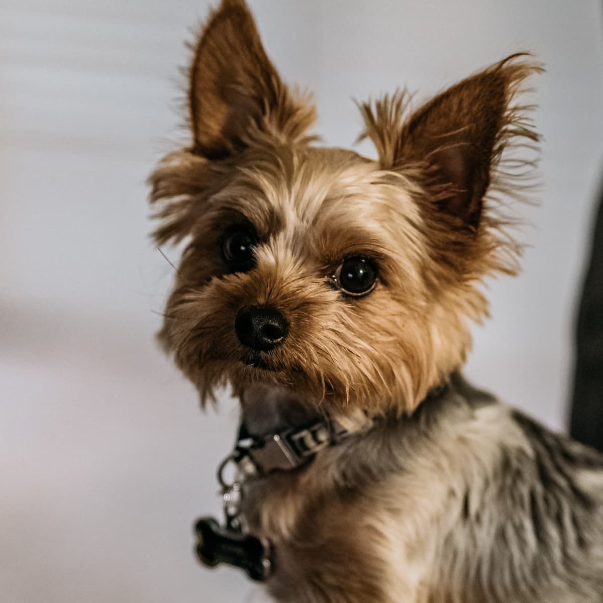 Yorkshire Terrier 约克夏