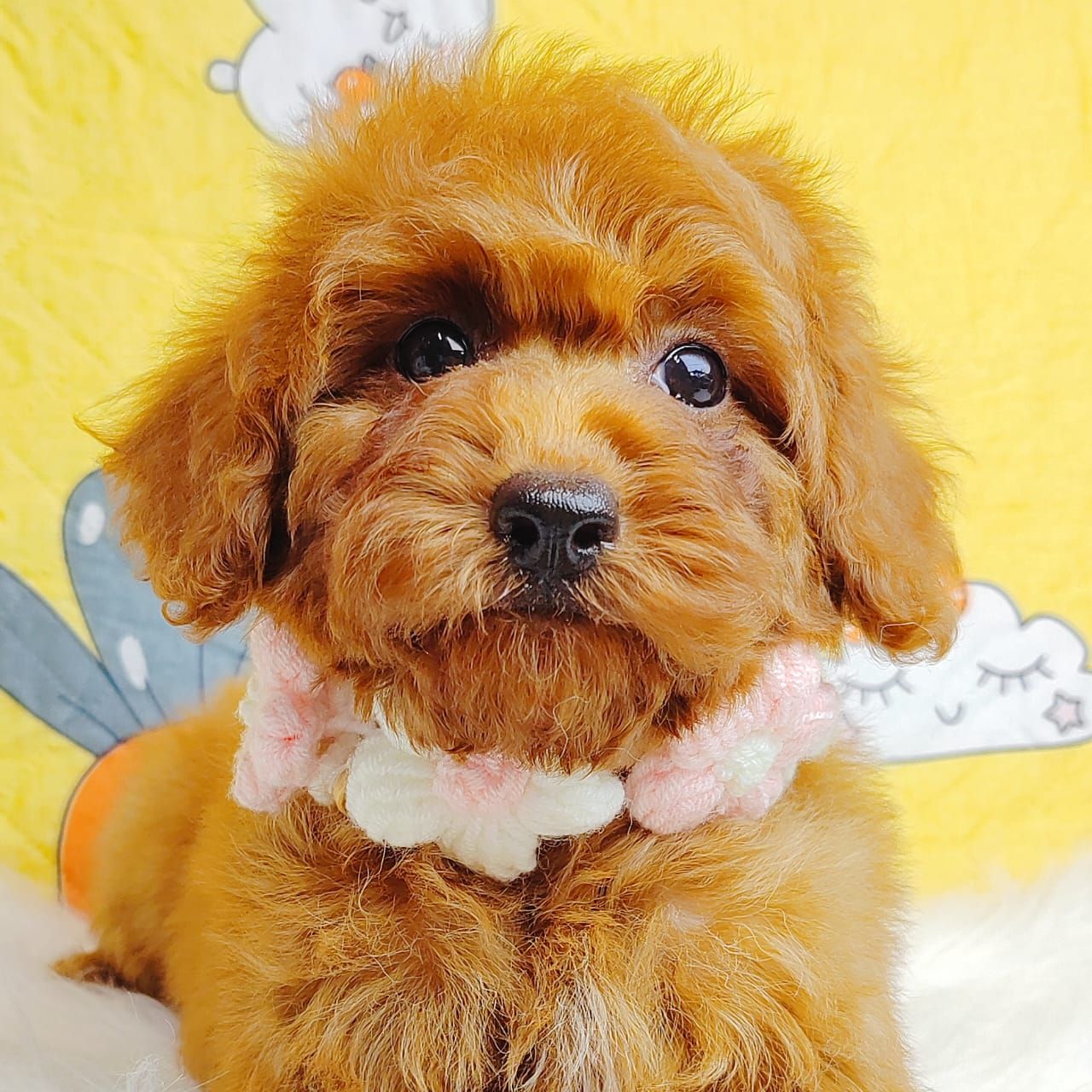Poodle 娉拌开璐靛