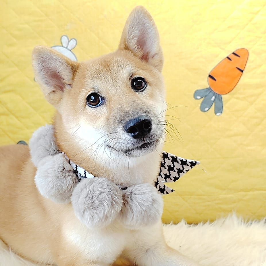 Shiba Inu 柴犬