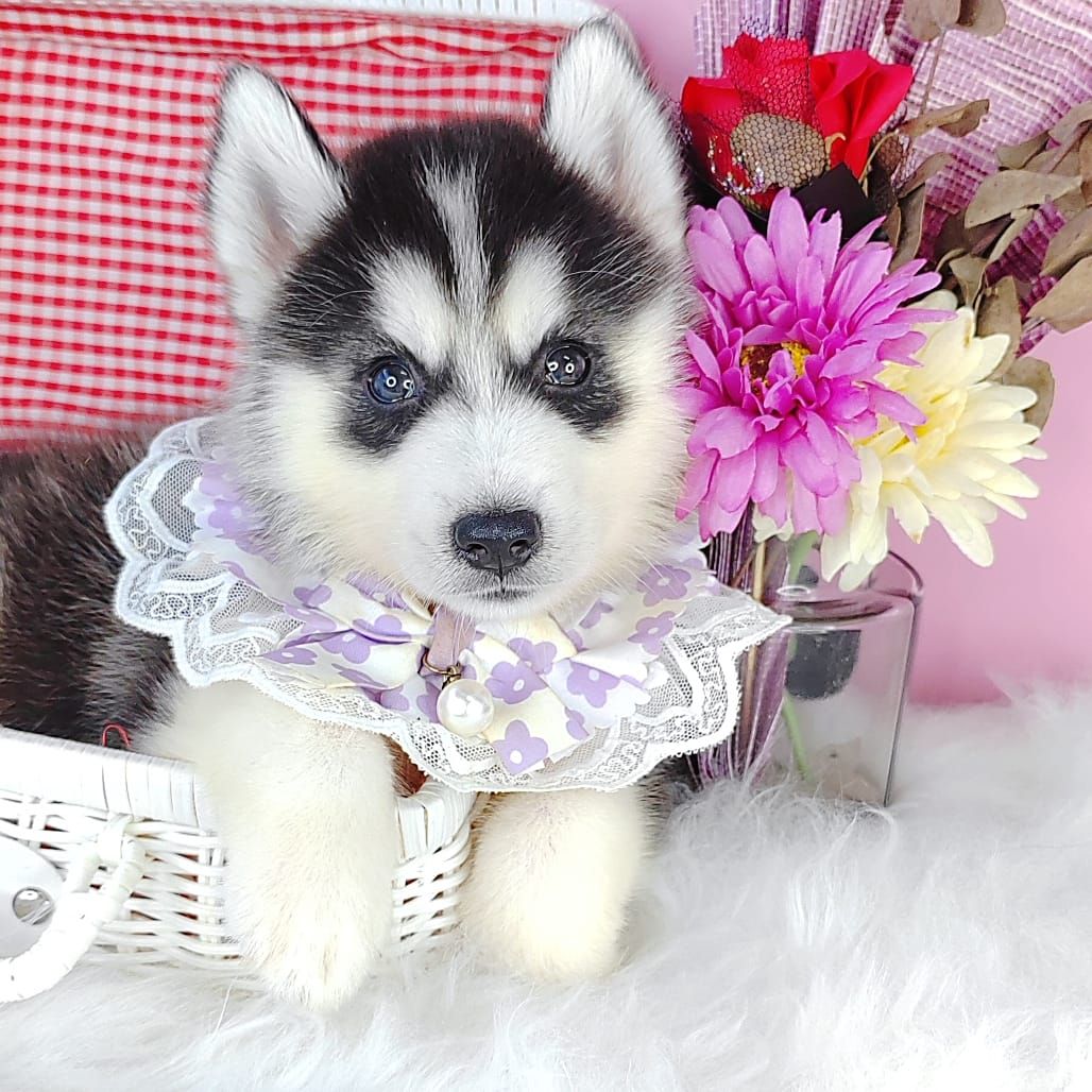 Siberian Husky 西伯利亚哈士奇