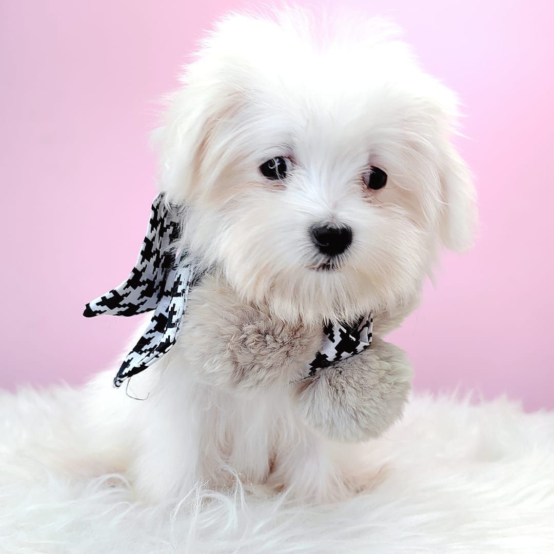 Maltese 马尔济斯