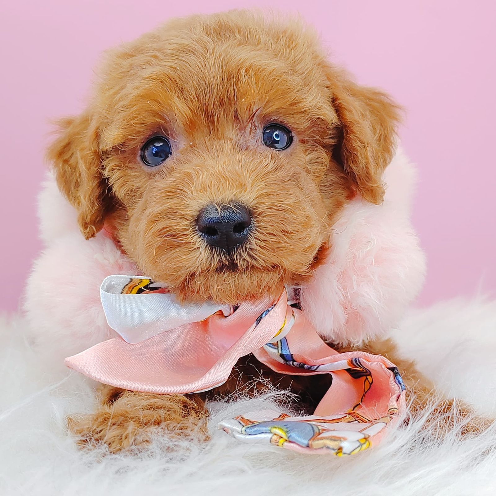 Poodle 璐靛娉拌开