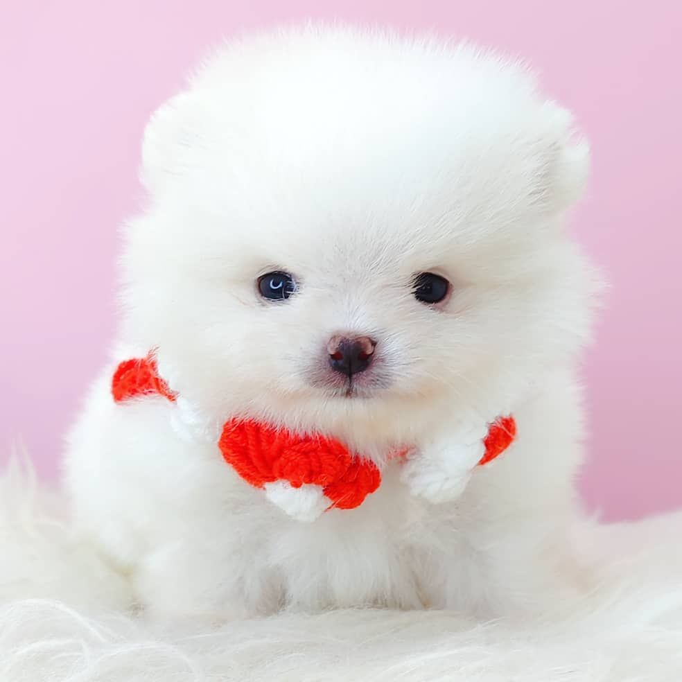 Pomeranian 博美