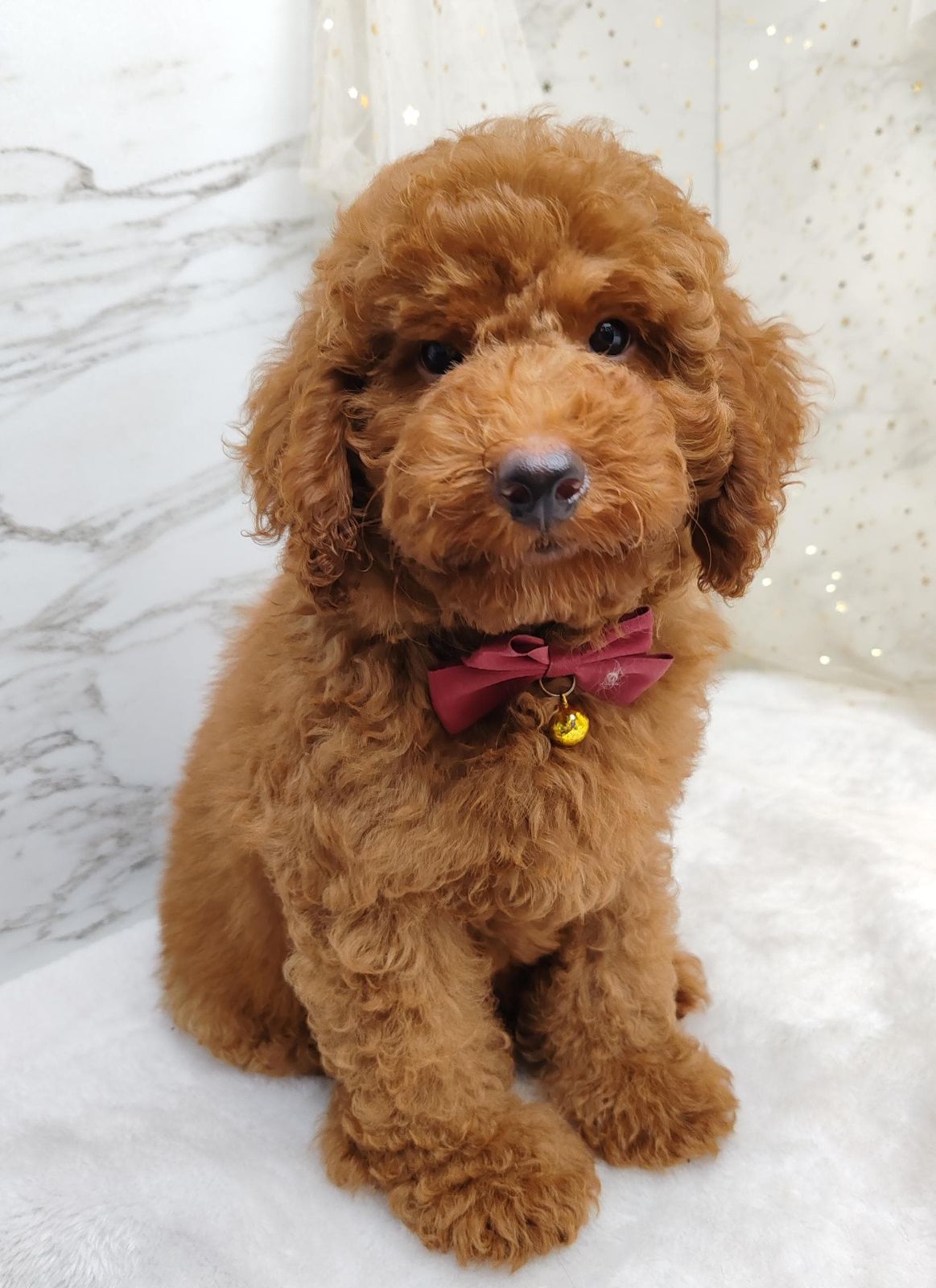 Poodle 娉拌开璐靛