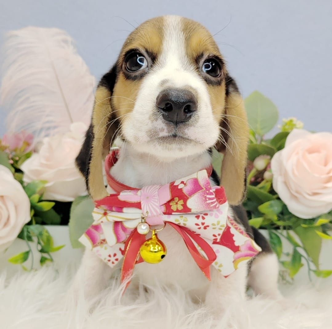  Beagle 米格鲁