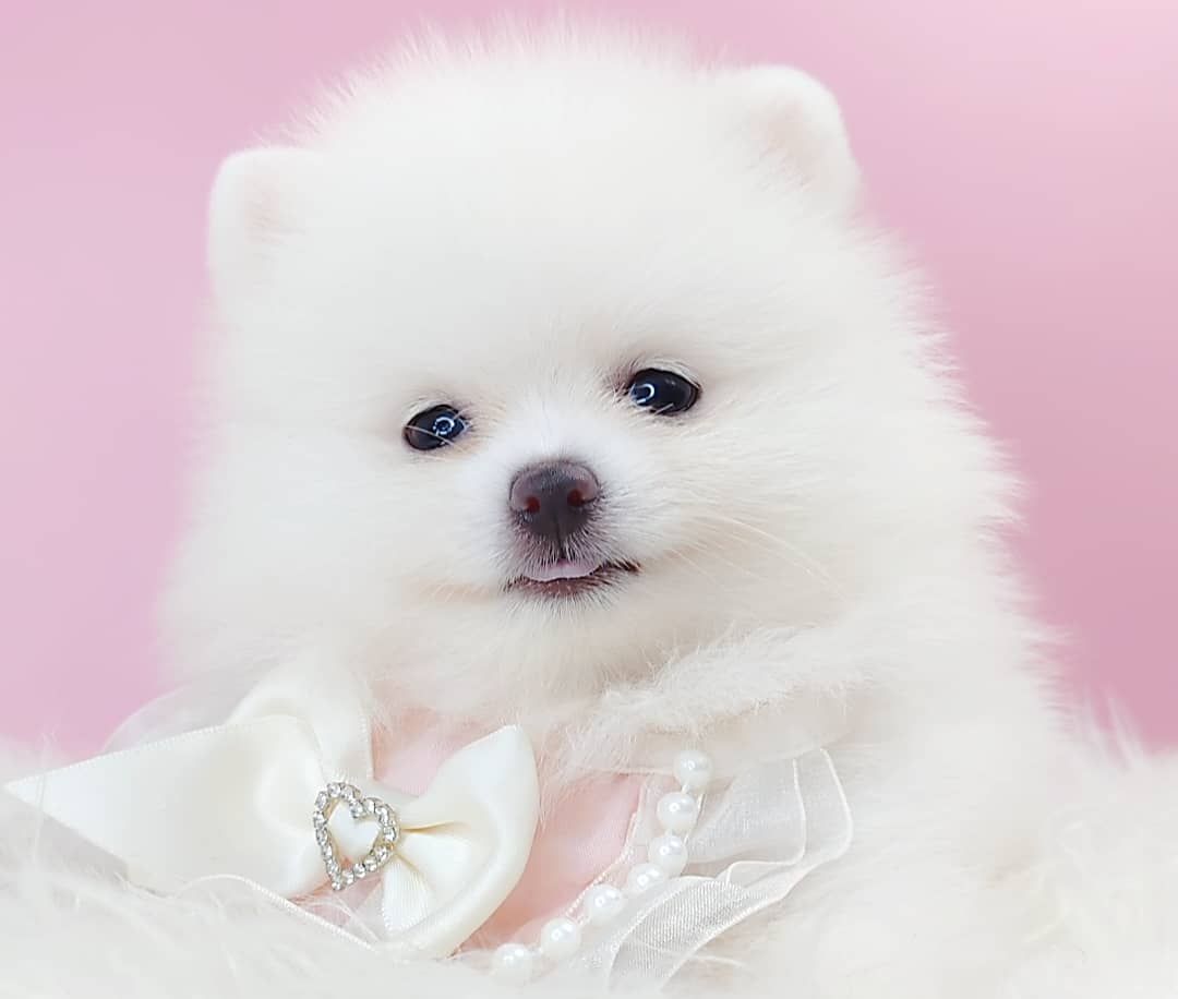 Pomeranian 博美