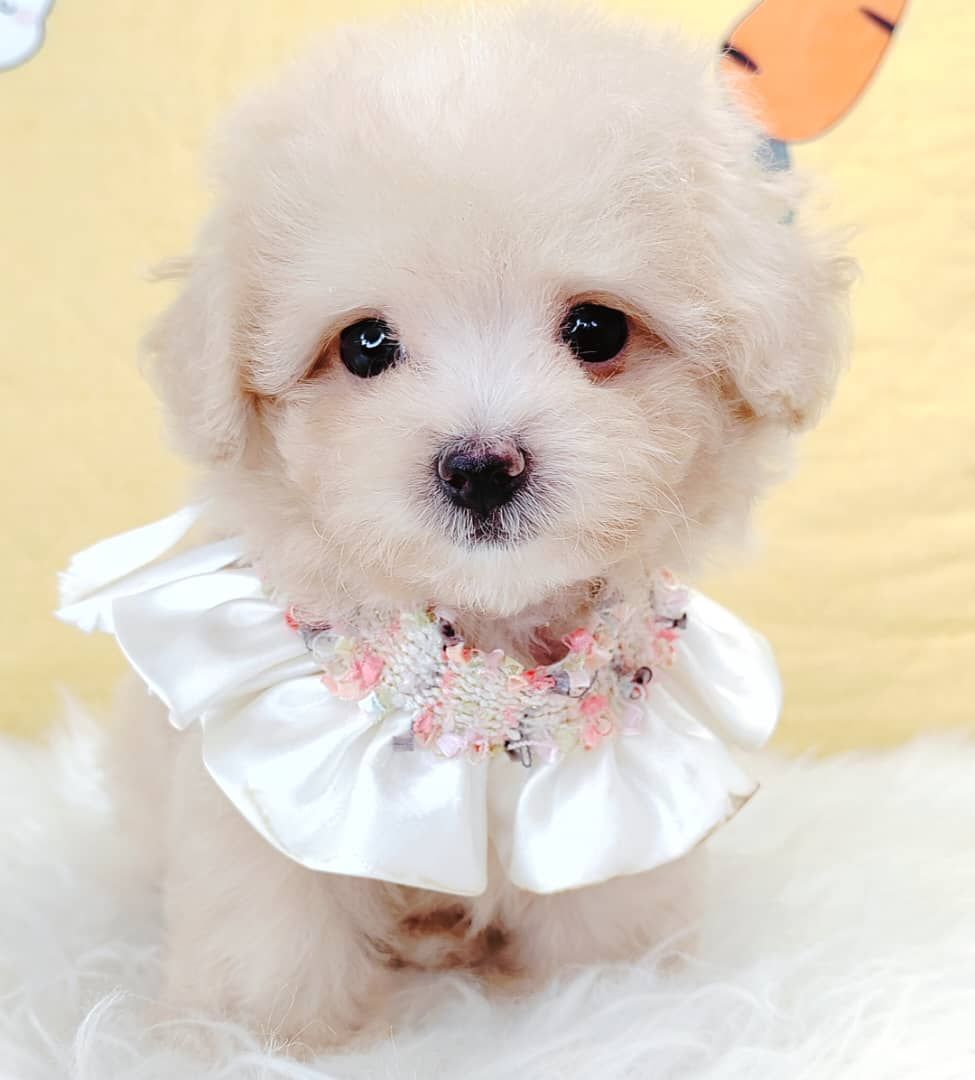Maltipoo 马尔泰迪