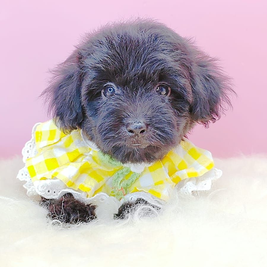 Poodle 娉拌开璐靛
