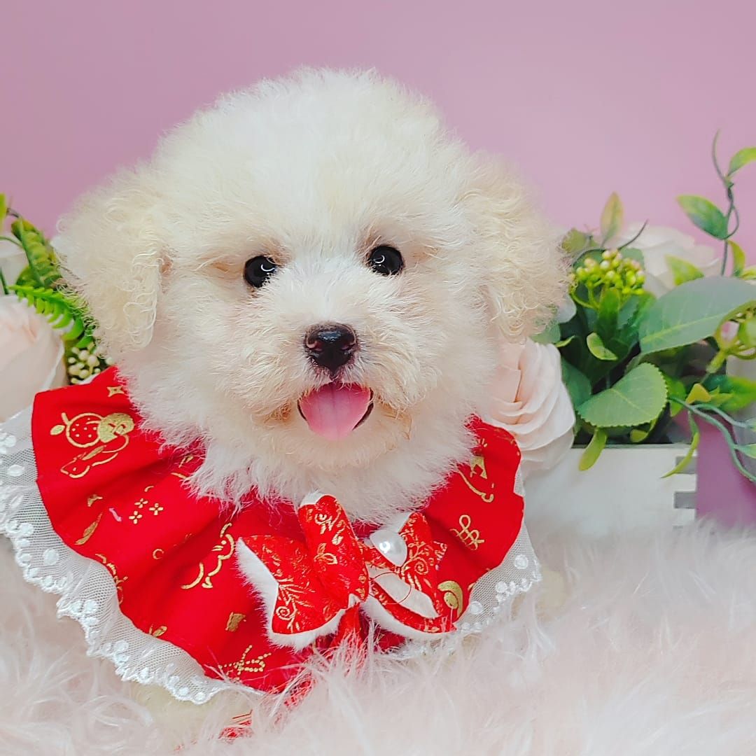  Poodle 娉拌开璐靛