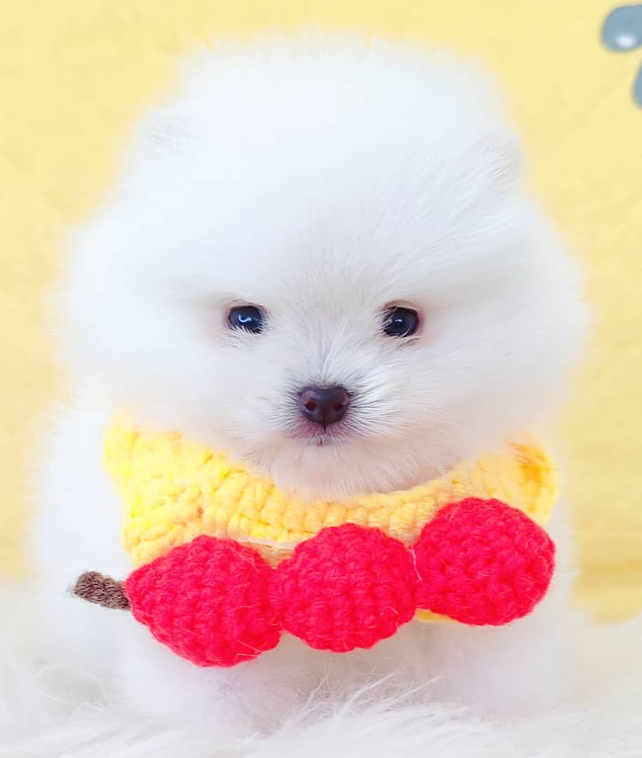 Pomeranian 博美