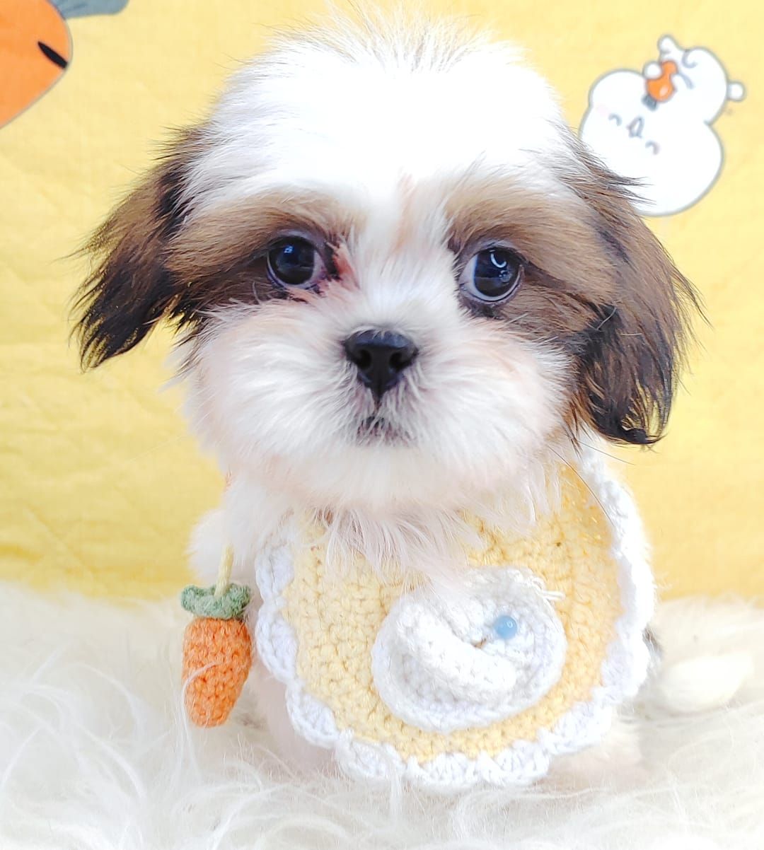 Shih Tzu 西施