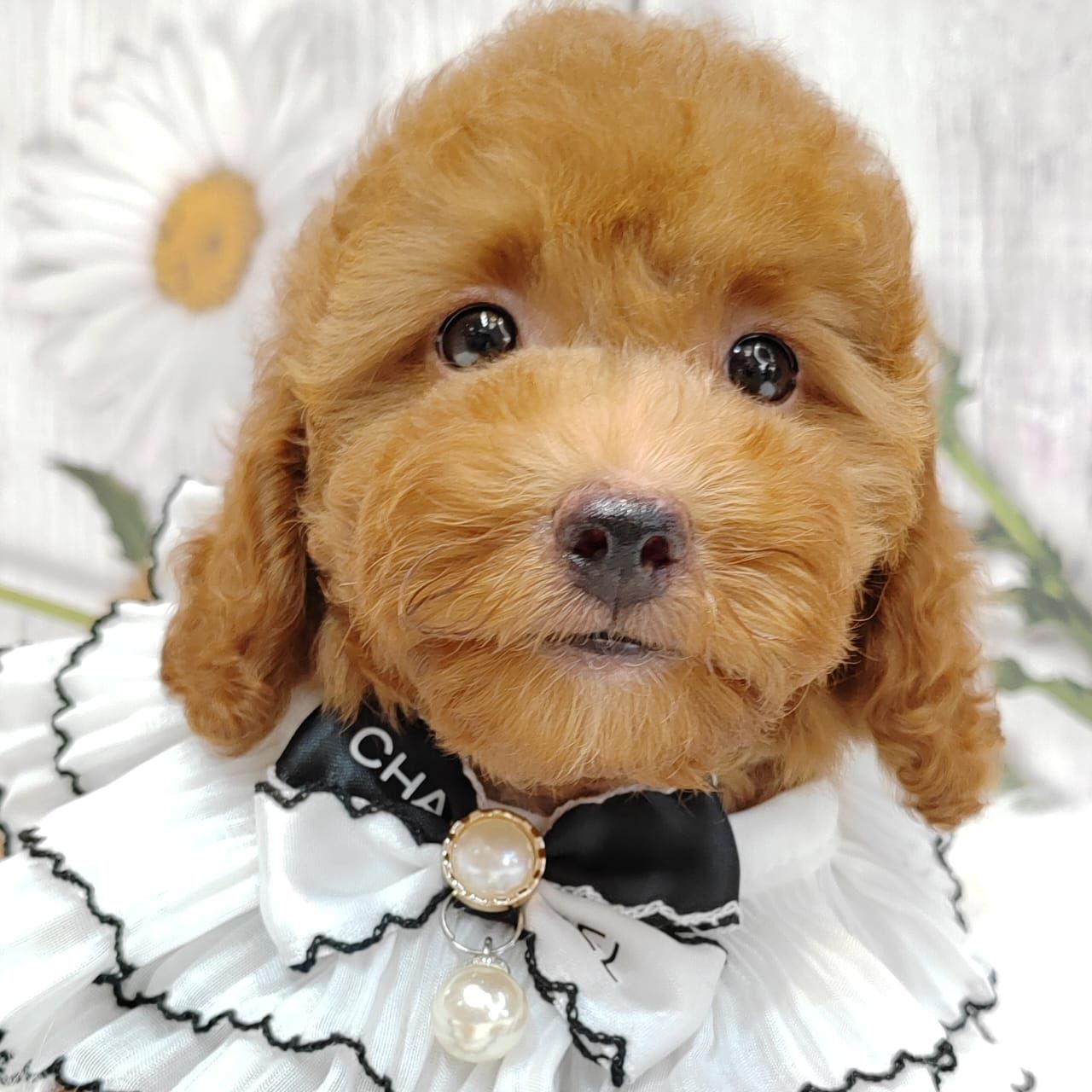 Poodle 娉拌开璐靛