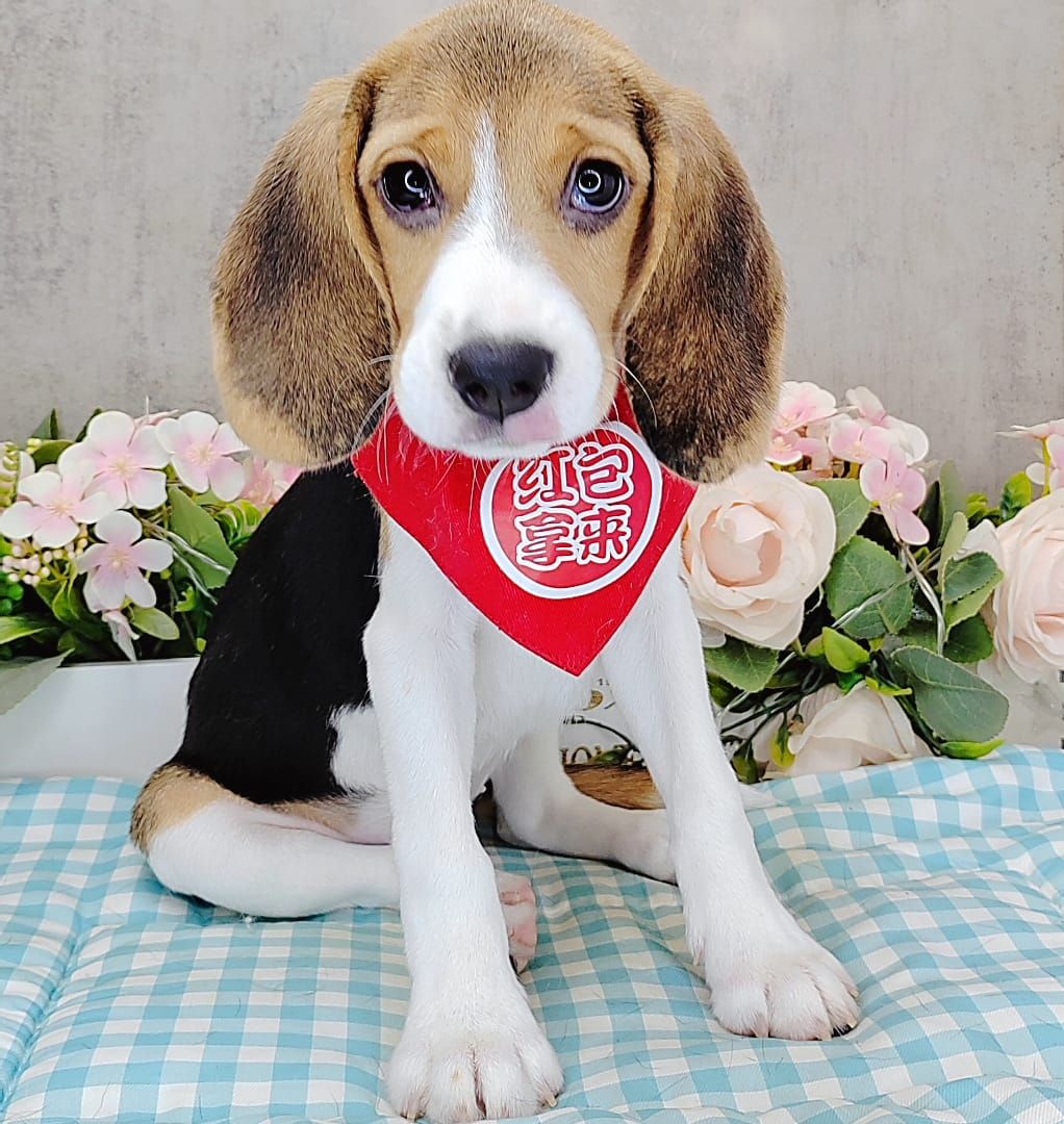 Beagle 米格鲁