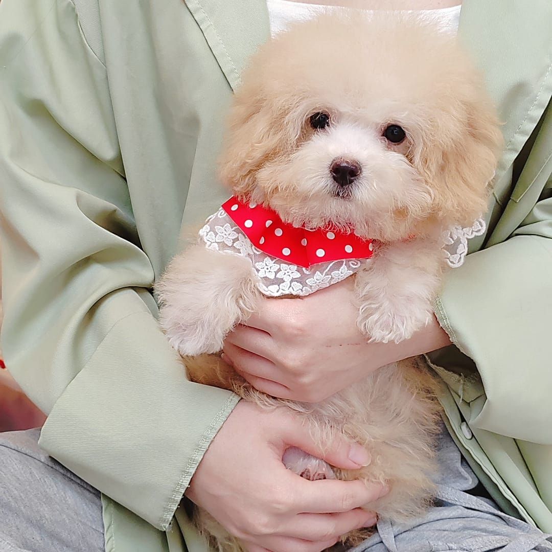 Maltipoo 马尔泰迪