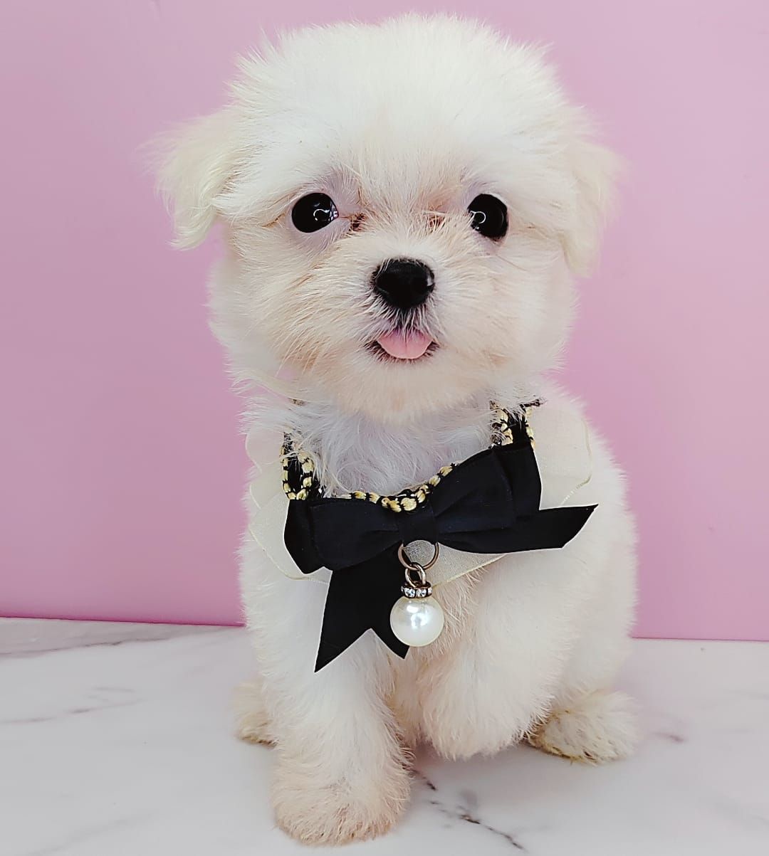 Maltese 马尔济斯