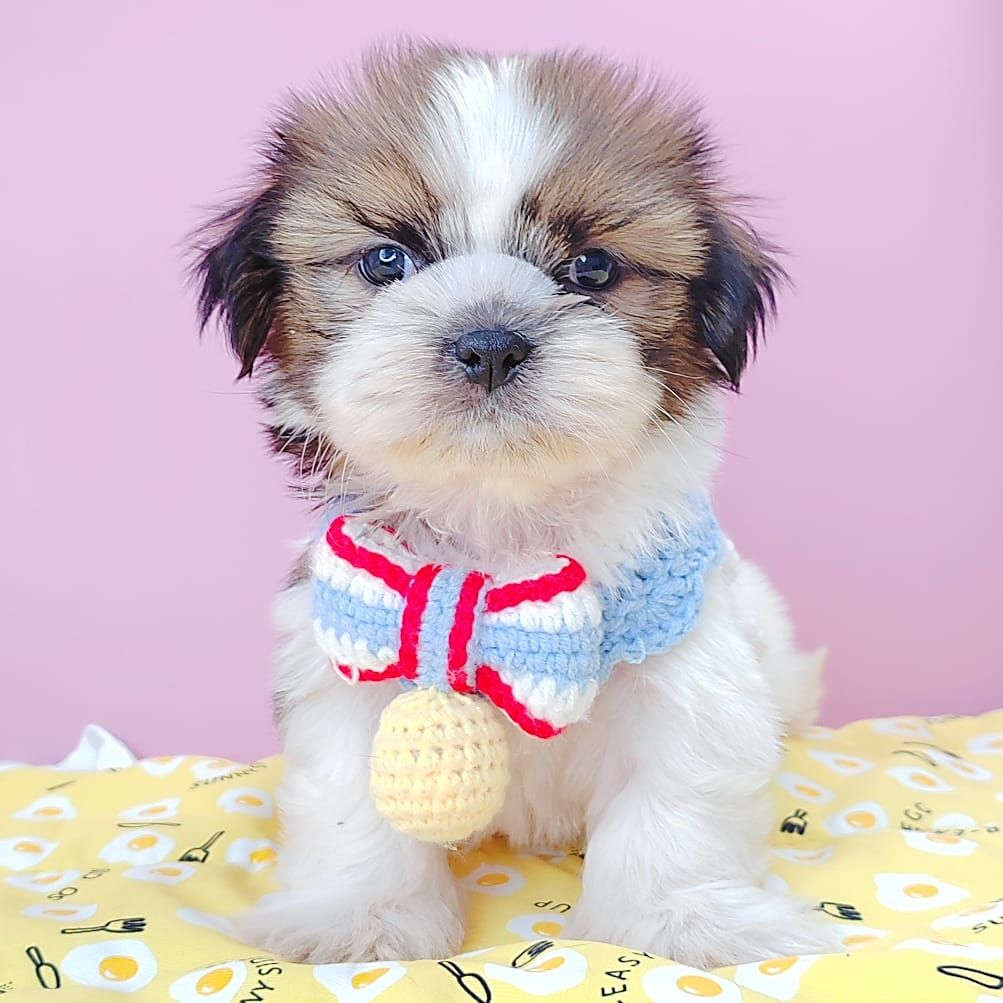 Shih Tzu 西施