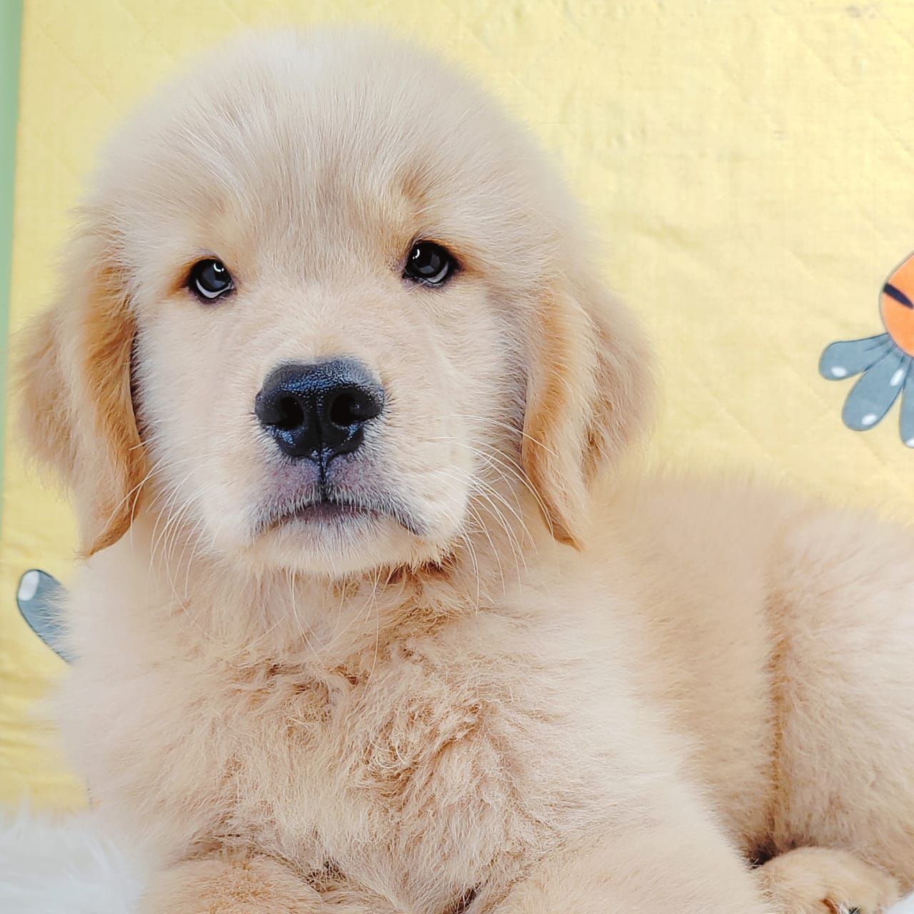 Golden Retriever 黄金猎犬
