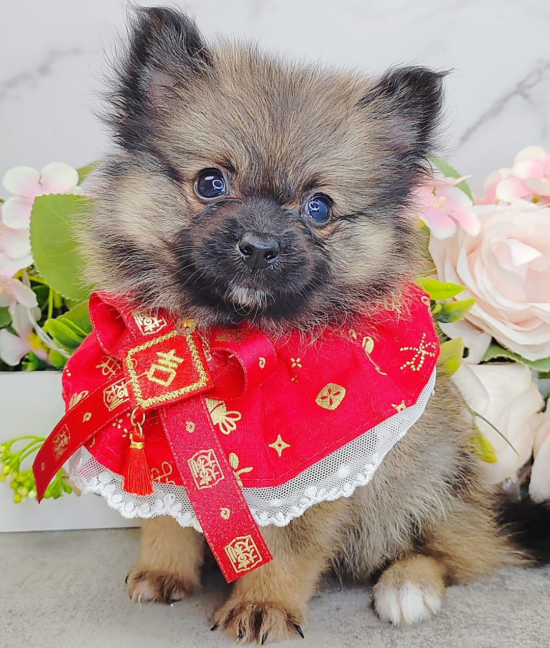 Pomeranian 博美