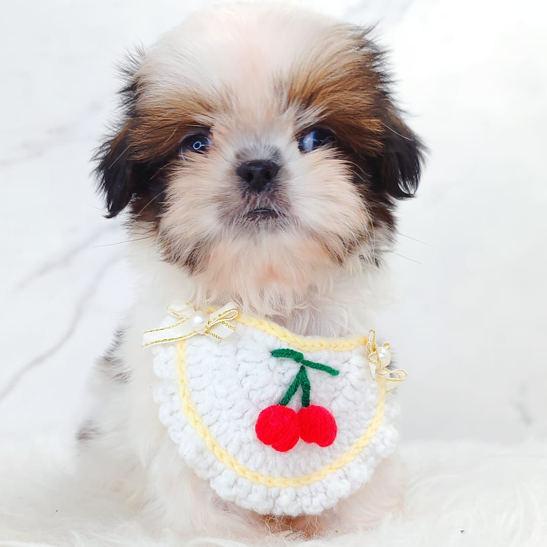 Shih Tzu 西施