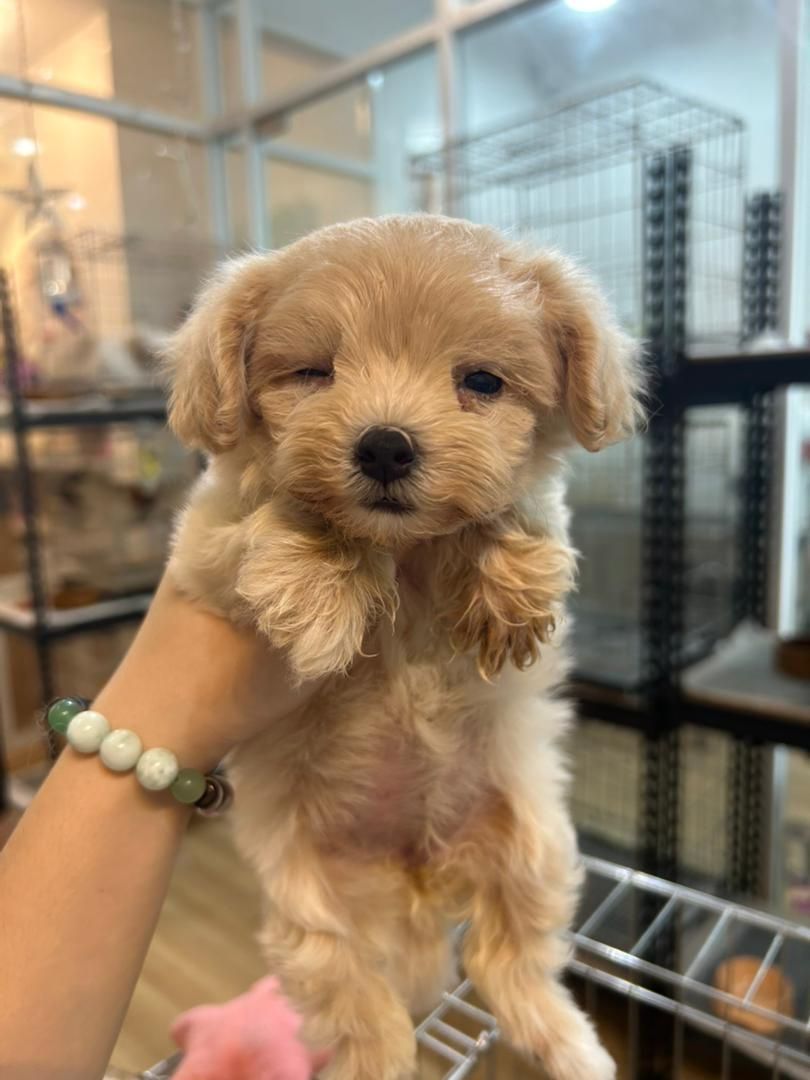 Maltipoo 马尔泰迪