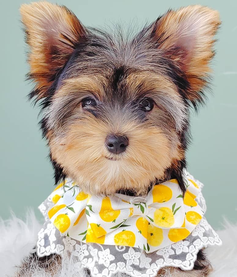 Yorkshire Terrier 约克夏