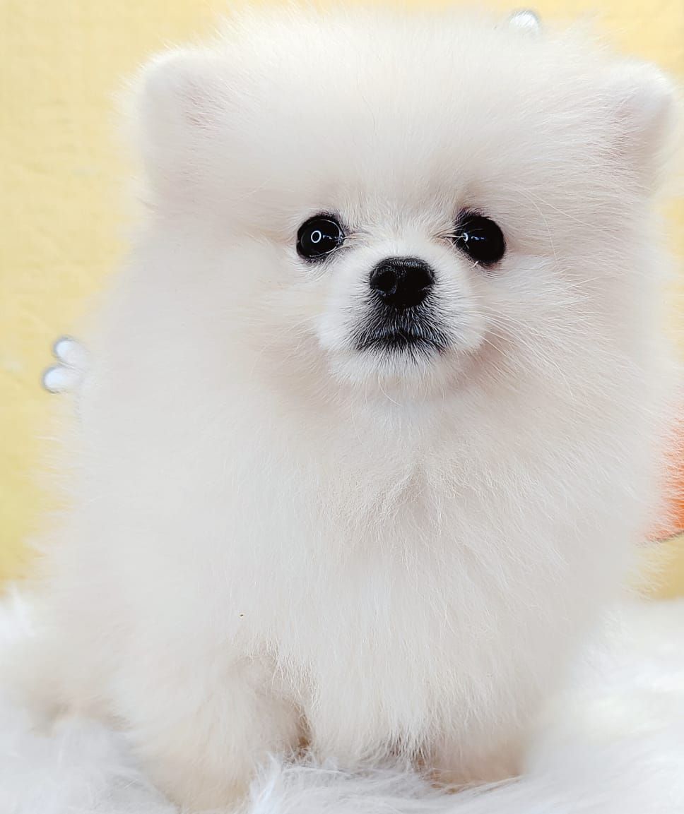 Pomeranian 博美